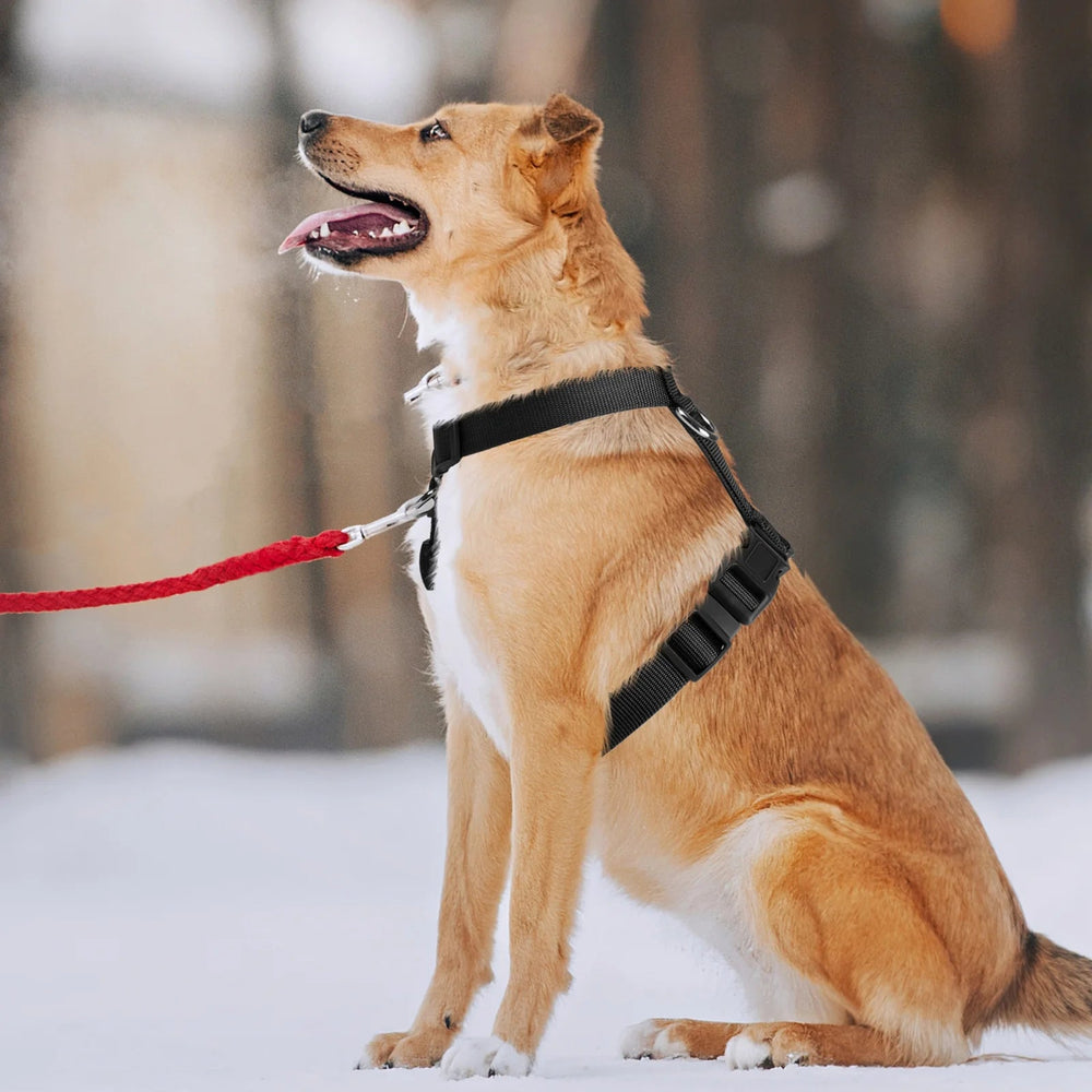 Dog Harnesses & Leashes